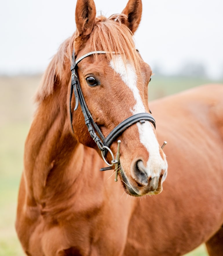Haflinger